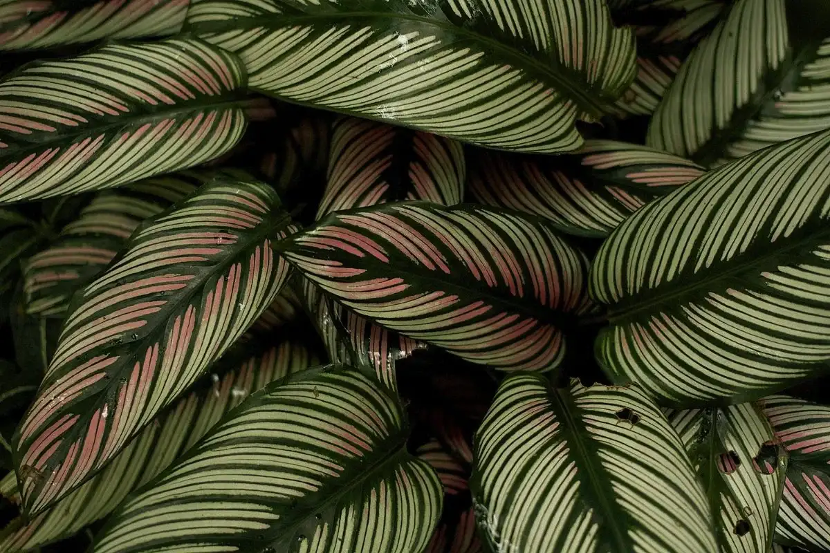 Ezek a növények varázsolják a fürdőszobádat igazi luxus-spává – ablaktalanul is tökéletesek