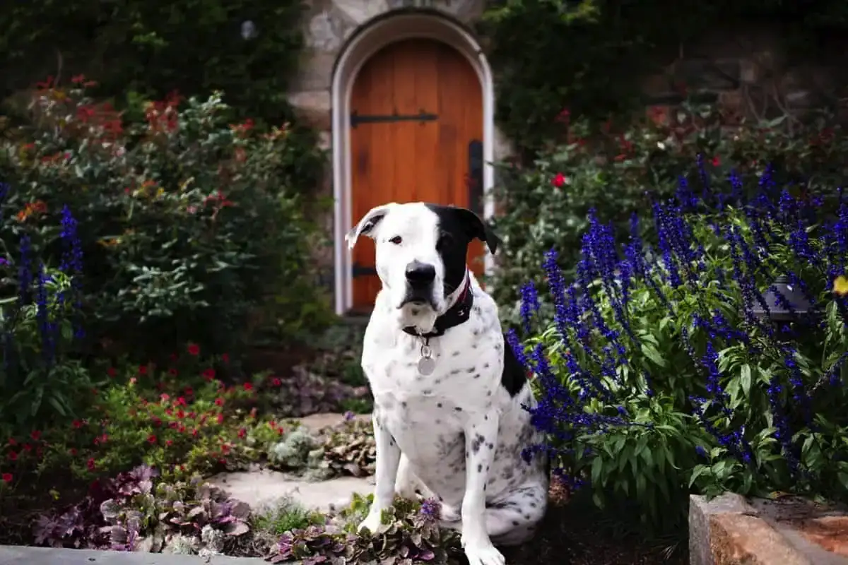 Ezek a gyönyörű növények csendben megölik a kutyádat és a macskádat – dobd ki őket még ma