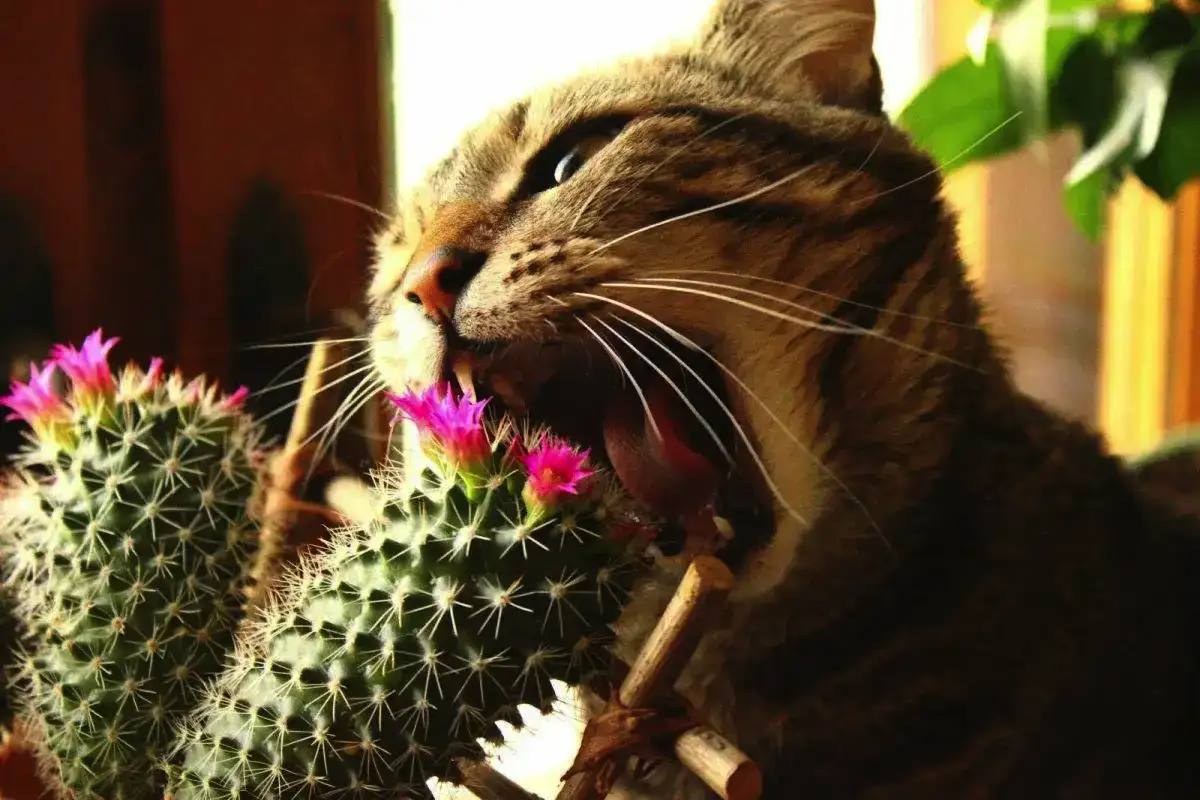 Ezek a gyönyörű növények csendben megölik a kutyádat és a macskádat – dobd ki őket még ma