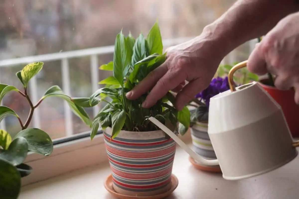 A növények gondozásának titka – és gyakrabban virágoznak majd! Egy kis öntözési trükk – és az eredmény szemmel látható.