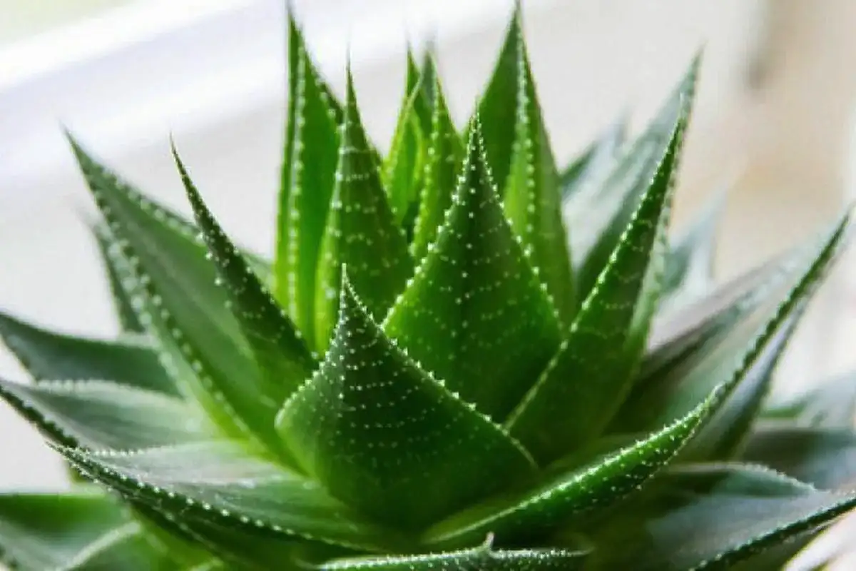 Ezek a növények varázsolják a fürdőszobádat igazi luxus-spává – ablaktalanul is tökéletesek