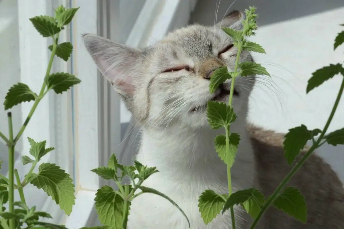 5 növények, amik elriasztják a csótányokat – novemberi tippek