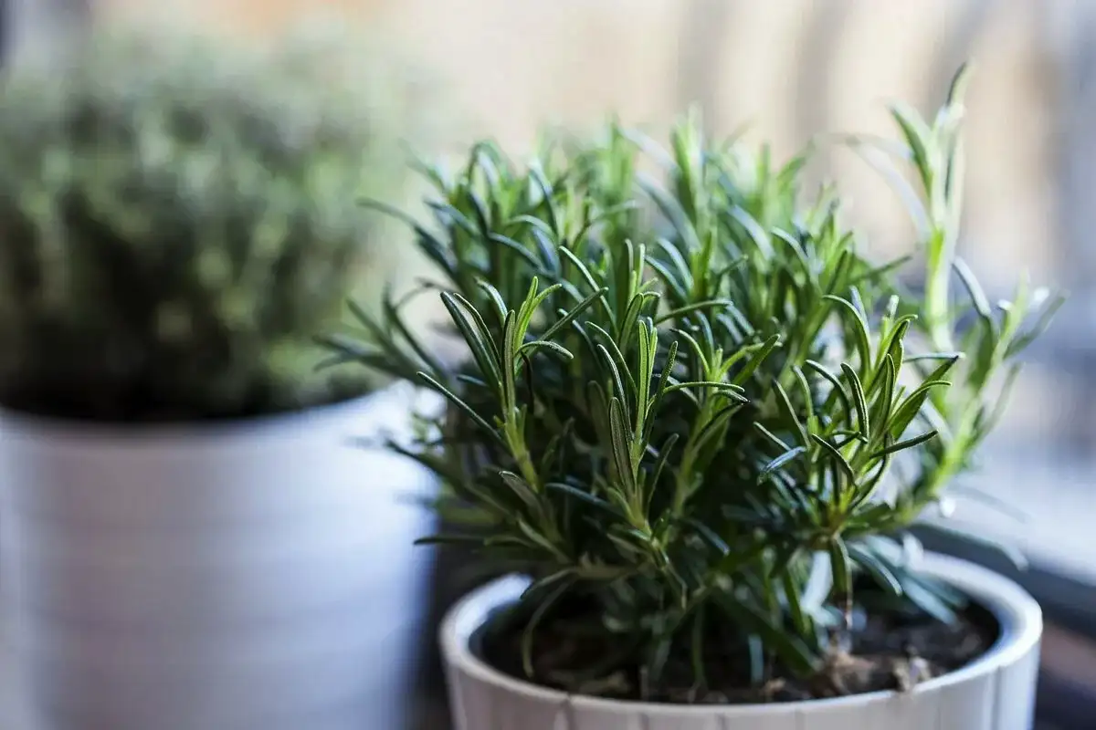 5 növények, amik elriasztják a csótányokat – novemberi tippek