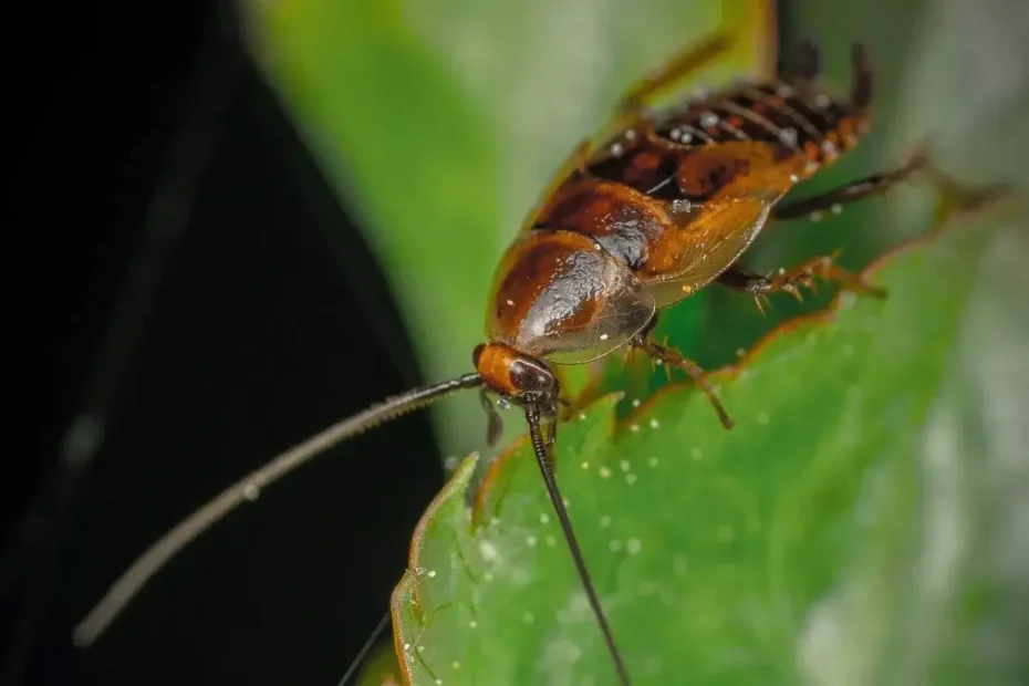 5 növények, amik elriasztják a csótányokat – novemberi tippek