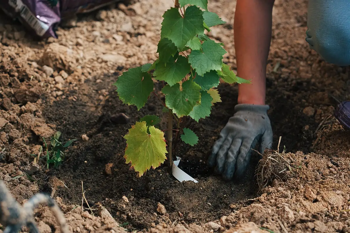 Ezeket a 7 növényt novemberben kell elültetni: most ideális az időpont!