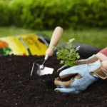 Ezeket a 7 növényt novemberben kell elültetni: most ideális az időpont!