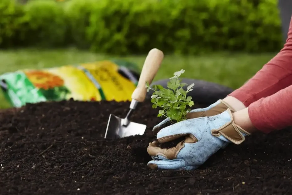 Ezeket a 7 növényt novemberben kell elültetni: most ideális az időpont!