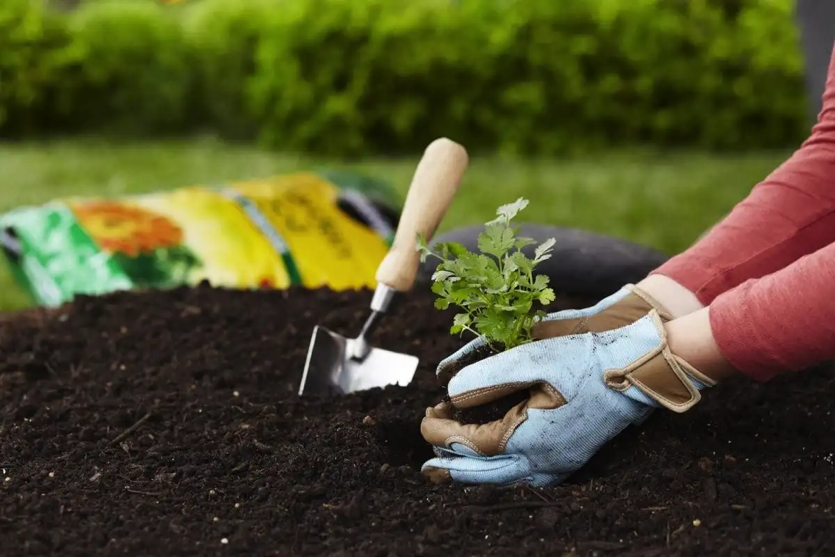 Ezeket a 7 növényt novemberben kell elültetni: most ideális az időpont!