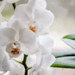 Hogyan csalogasd újra virágba az orchideát: a profik 3 aranyszabálya, amitől garantáltan ontja a bimbókat