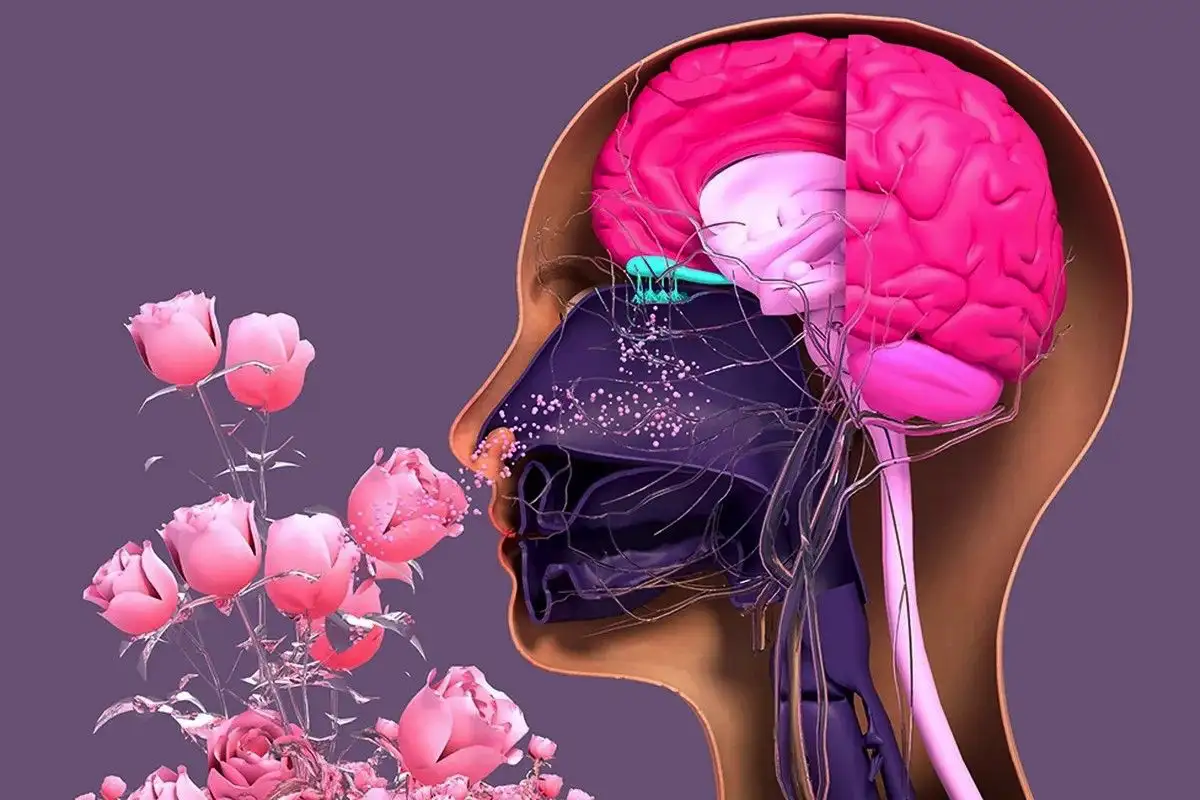 Egy fújás, és otthon vagy – miért gyógyít a kedvenc parfümöd jobban, mint bármi más