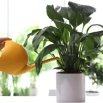 A spatifillum dús és virágzó lesz, ha elkerülsz egy gyakori hibát – és követsz 7 aranyszabályt!