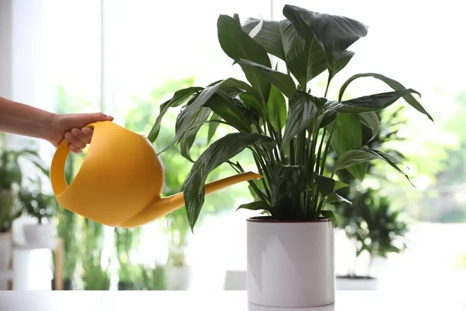 A spatifillum dús és virágzó lesz, ha elkerülsz egy gyakori hibát – és követsz 7 aranyszabályt!