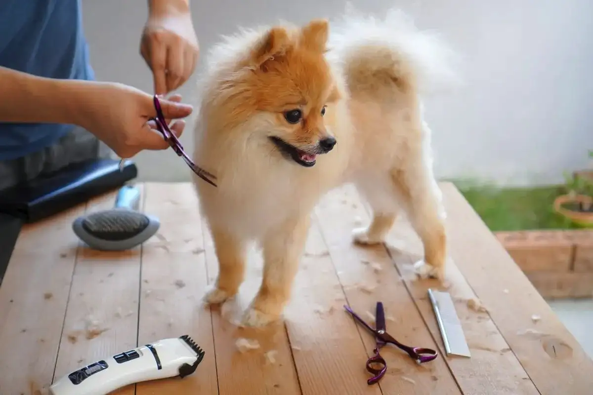 Hogyan ápoljuk a spicc bundáját, hogy ne filcesedjen