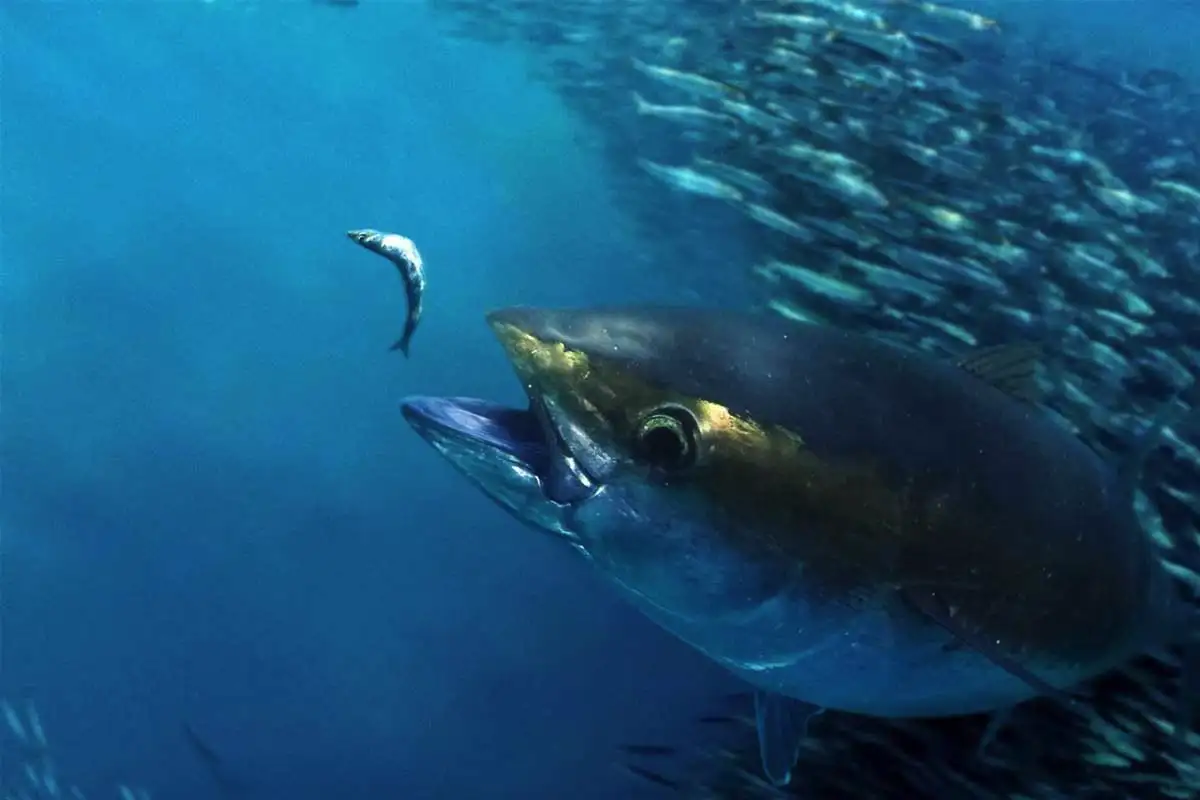 Szardínia vagy tonhal: melyikben van több omega-3 és fehérje – és melyiket érdemesebb venni