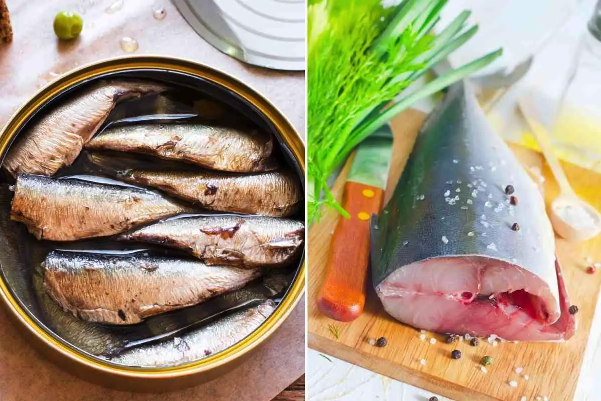 Szardínia vagy tonhal: melyikben van több omega-3 és fehérje – és melyiket érdemesebb venni