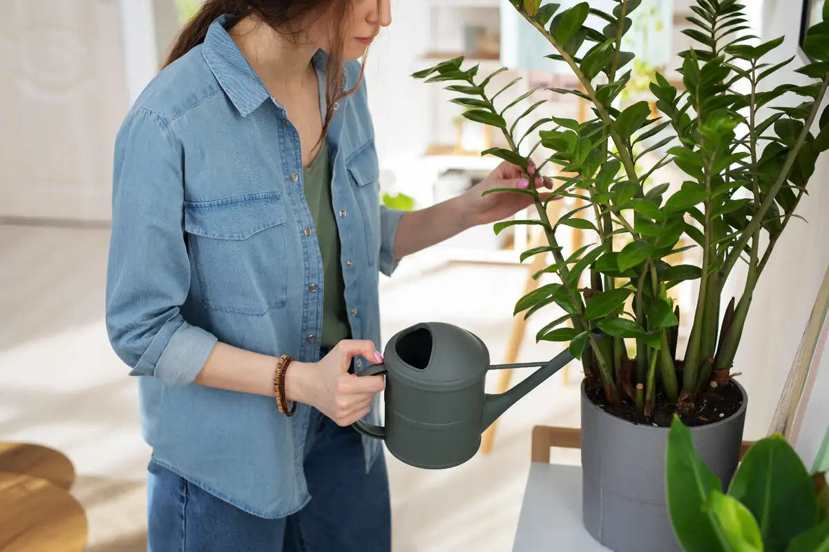 Szobai növények öntözése: mennyit és mikor? – Ne fullaszd meg, ne szárítsd ki!