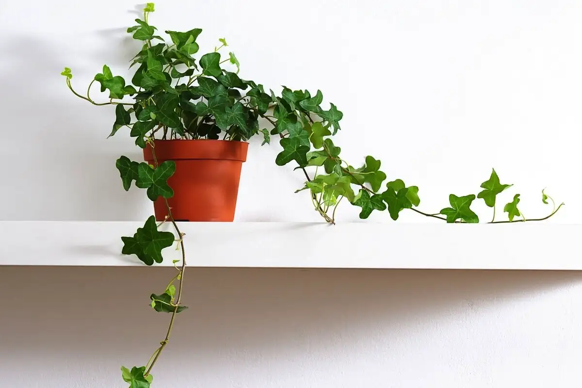 A szobanövény, amit minden nedves falú lakásba sürgősen be kell tenni – már 2-3 hét alatt látszik az eredmény