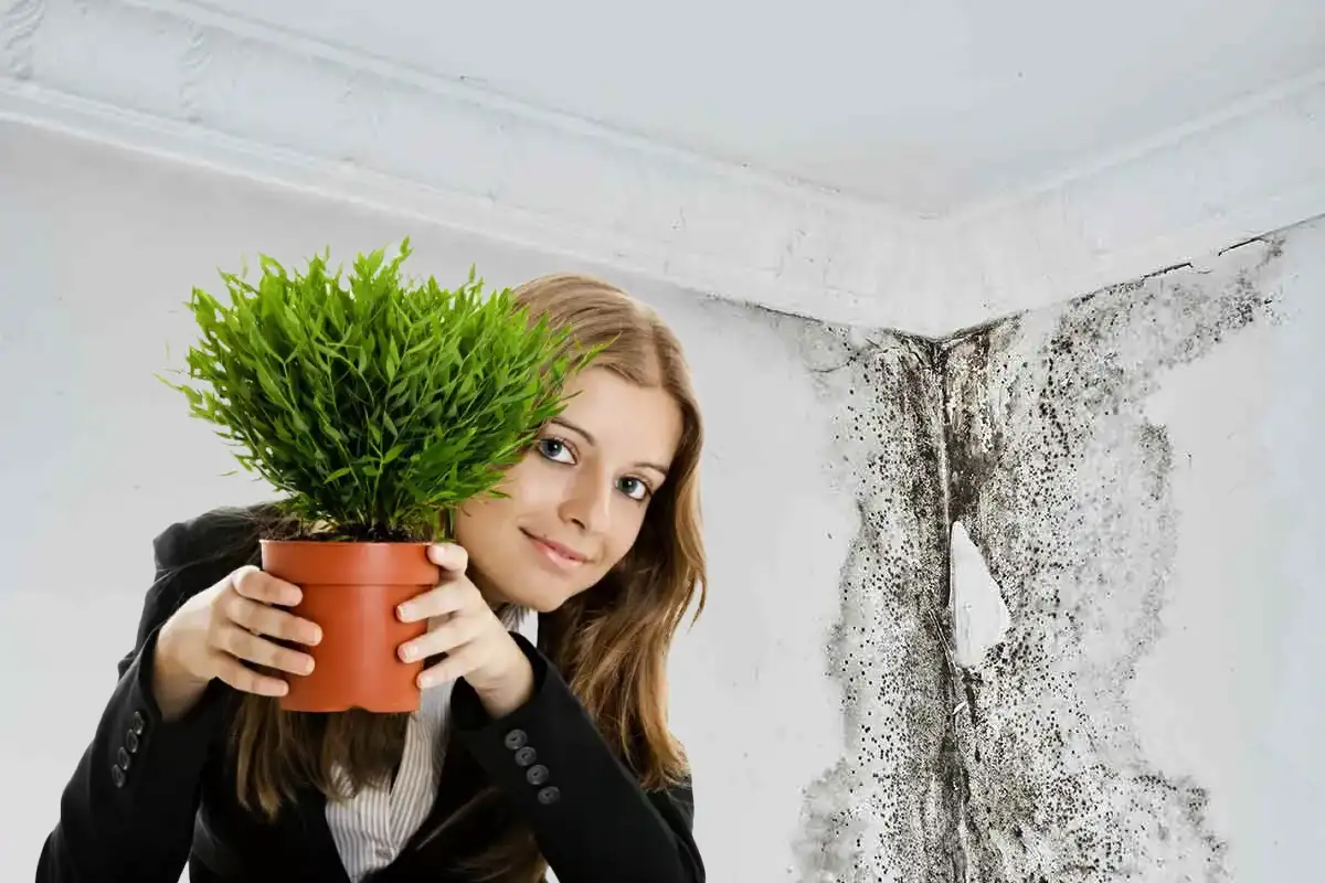 A szobanövény, amit minden nedves falú lakásba sürgősen be kell tenni – már 2-3 hét alatt látszik az eredmény