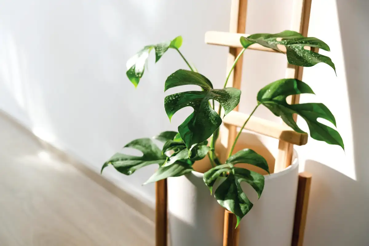 8 szobanövény, amit tilos a lakásba vinni, ha kisgyerek vagy háziállat van otthon – életveszélyes mérgezés 5 perc alatt lehetséges