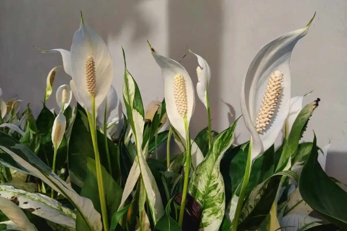 7 szobanövény, ami hangulatosabbá teszi a hálószobát – és túléli az árnyékot is!