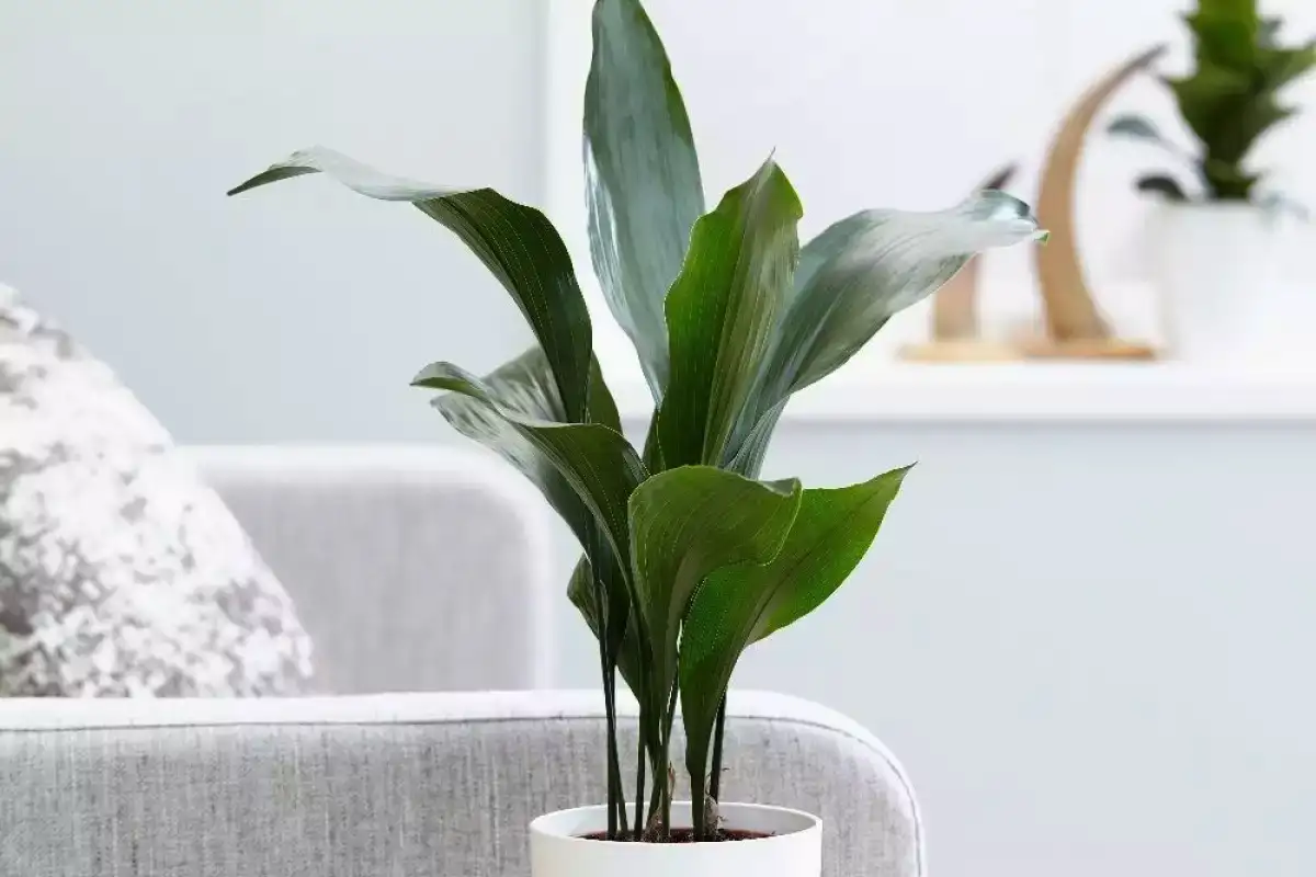 7 szobanövény, ami hangulatosabbá teszi a hálószobát – és túléli az árnyékot is!