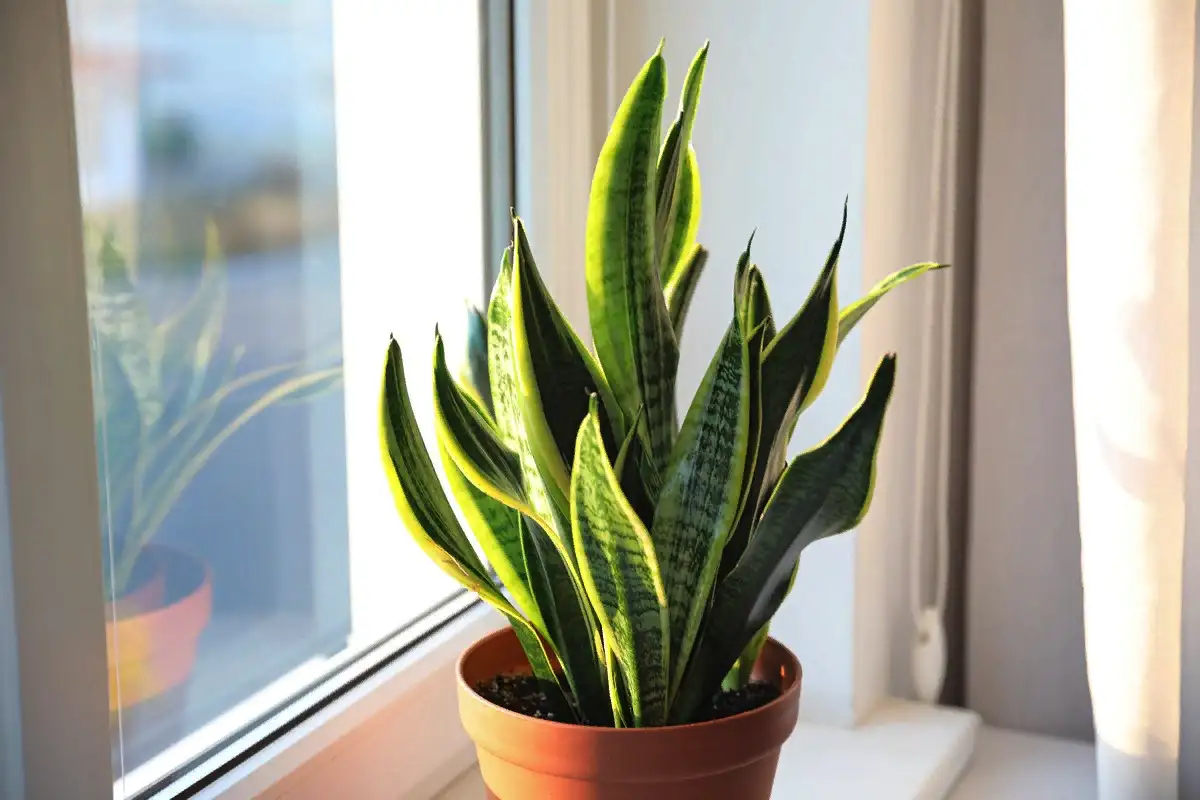 7 szobanövény, ami hangulatosabbá teszi a hálószobát – és túléli az árnyékot is!