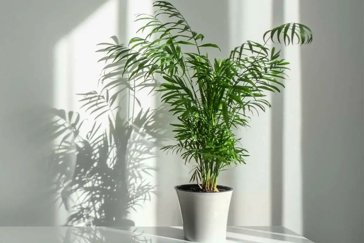 7 szobanövény, ami hangulatosabbá teszi a hálószobát – és túléli az árnyékot is!