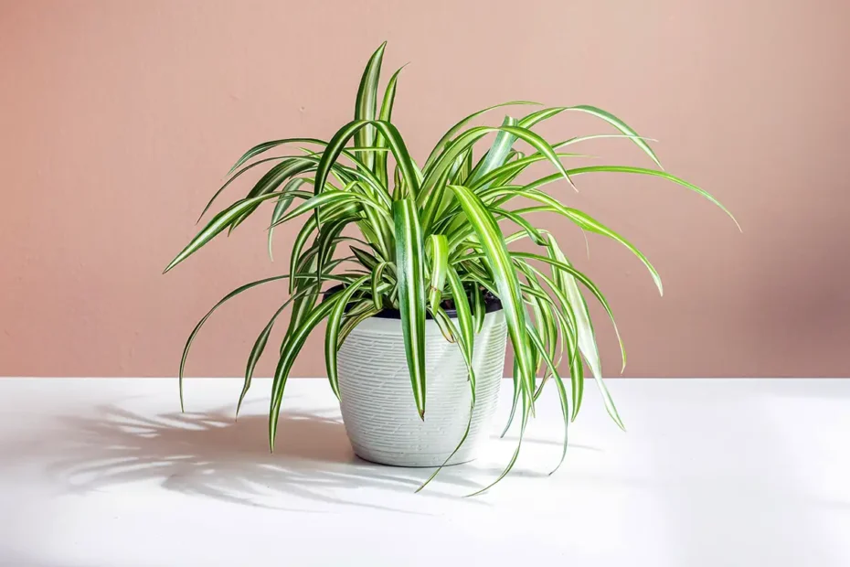 7 szobanövény, ami hangulatosabbá teszi a hálószobát – és túléli az árnyékot is!