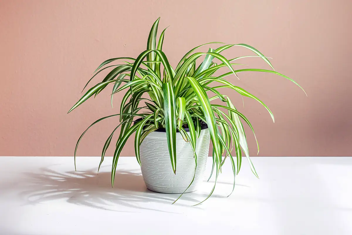 7 szobanövény, ami hangulatosabbá teszi a hálószobát – és túléli az árnyékot is!