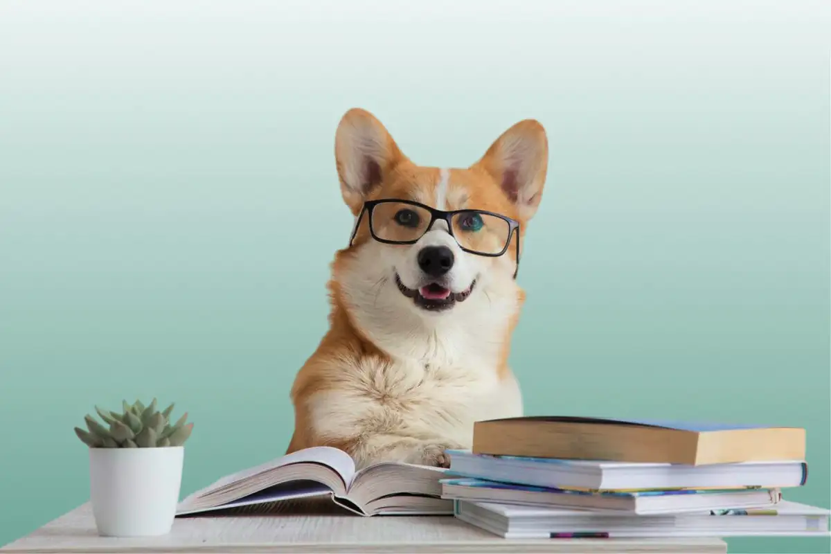 Szőrös terapeuta: 6 fóbia, amivel a kutya jobb, mint bármilyen tabletta