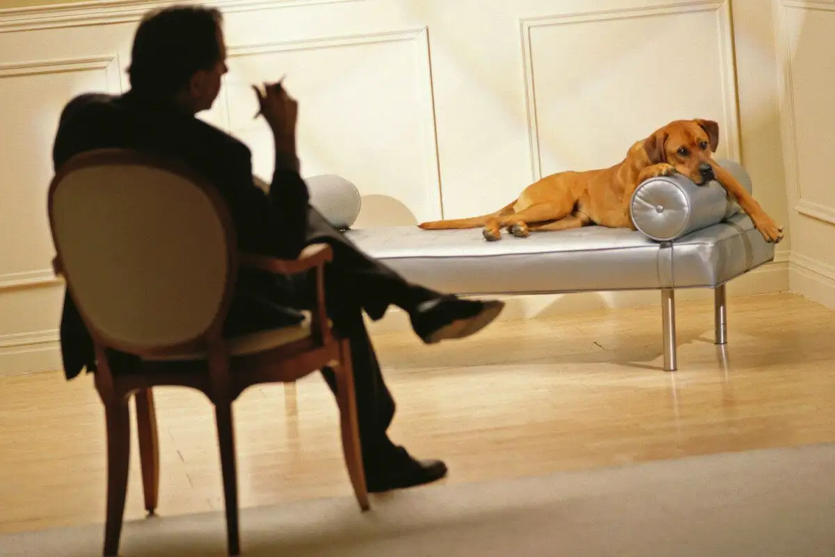 Szőrös terapeuta: 6 fóbia, amivel a kutya jobb, mint bármilyen tabletta