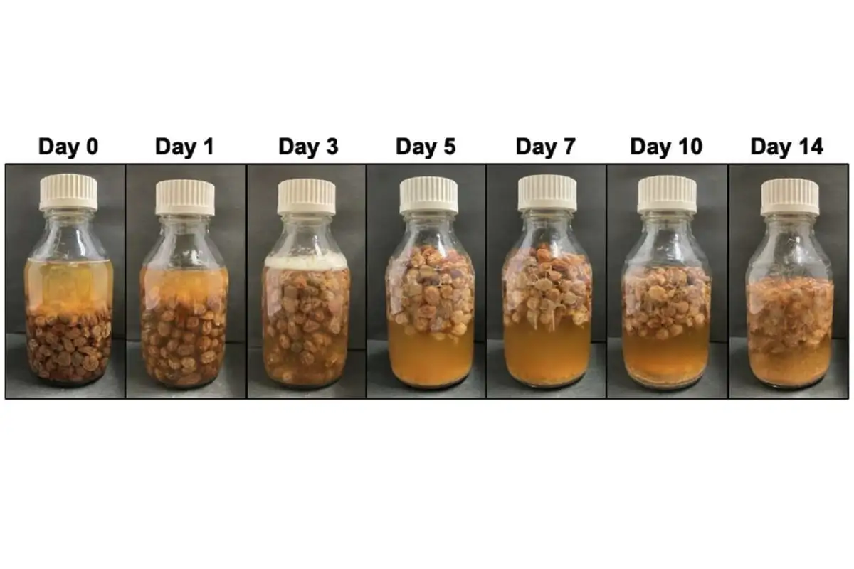 Ősi római trükk működik: mazsolából is lehet bort csinálni – japán tudósok bizonyították