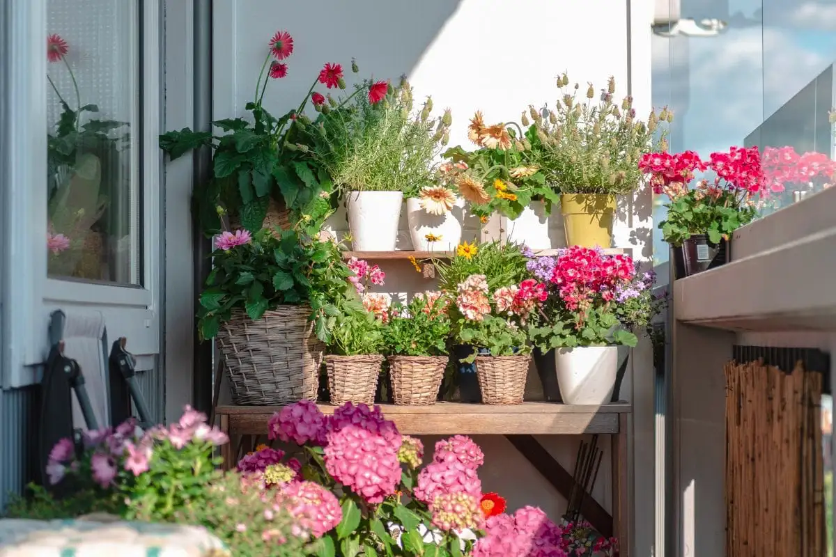 Virágos balkon: zöld oázis a lakásban – egyszerűen, olcsón, gyönyörűen