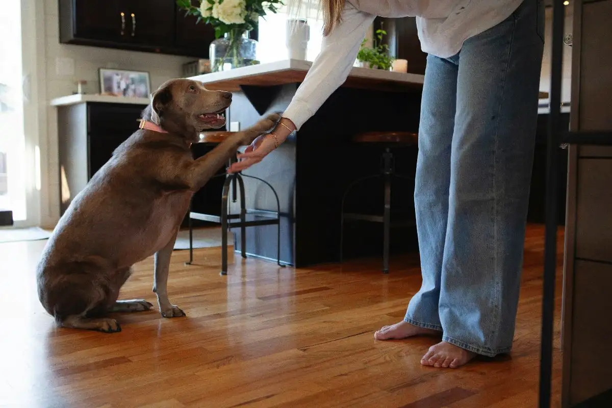 Miért néz rám a kutyám néha úgy, mintha marslakó lennék – és hogyan tanítsd meg neki, hogy pontosan értsen téged