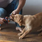 Miért néz rám a kutyám néha úgy, mintha marslakó lennék – és hogyan tanítsd meg neki, hogy pontosan értsen téged