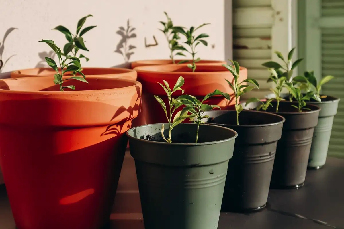 A mandarin héja, amitől a növényeid télen is virulnak – a konyhai „hulladék”, ami jobb, mint bármelyik bolti táp