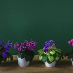 Az ibolya – a feng shui titkos fegyvere, amitől a lakásod békés, gazdag és védett lesz