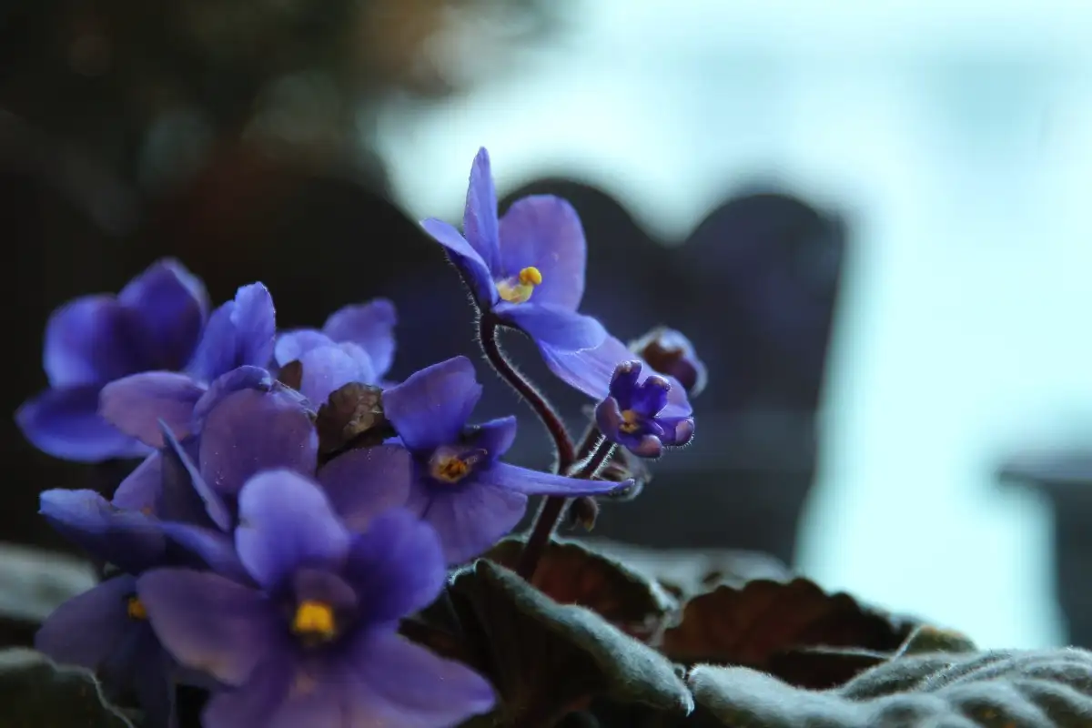 Az ibolya – a feng shui titkos fegyvere, amitől a lakásod békés, gazdag és védett lesz