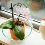 Hogyan öntözz helyesen az orchideádat – a 3 profi módszer, amitől egész évben virágzik