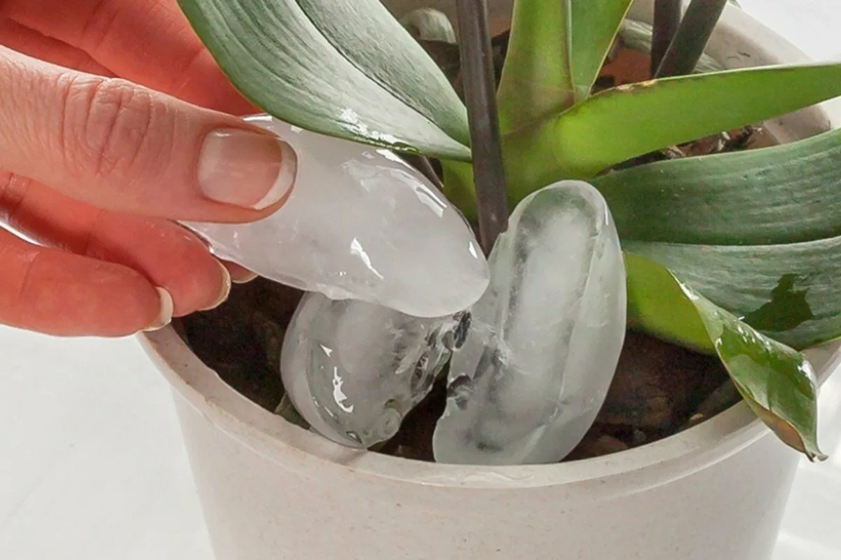 Hogyan öntözz helyesen az orchideádat – a 3 profi módszer, amitől egész évben virágzik