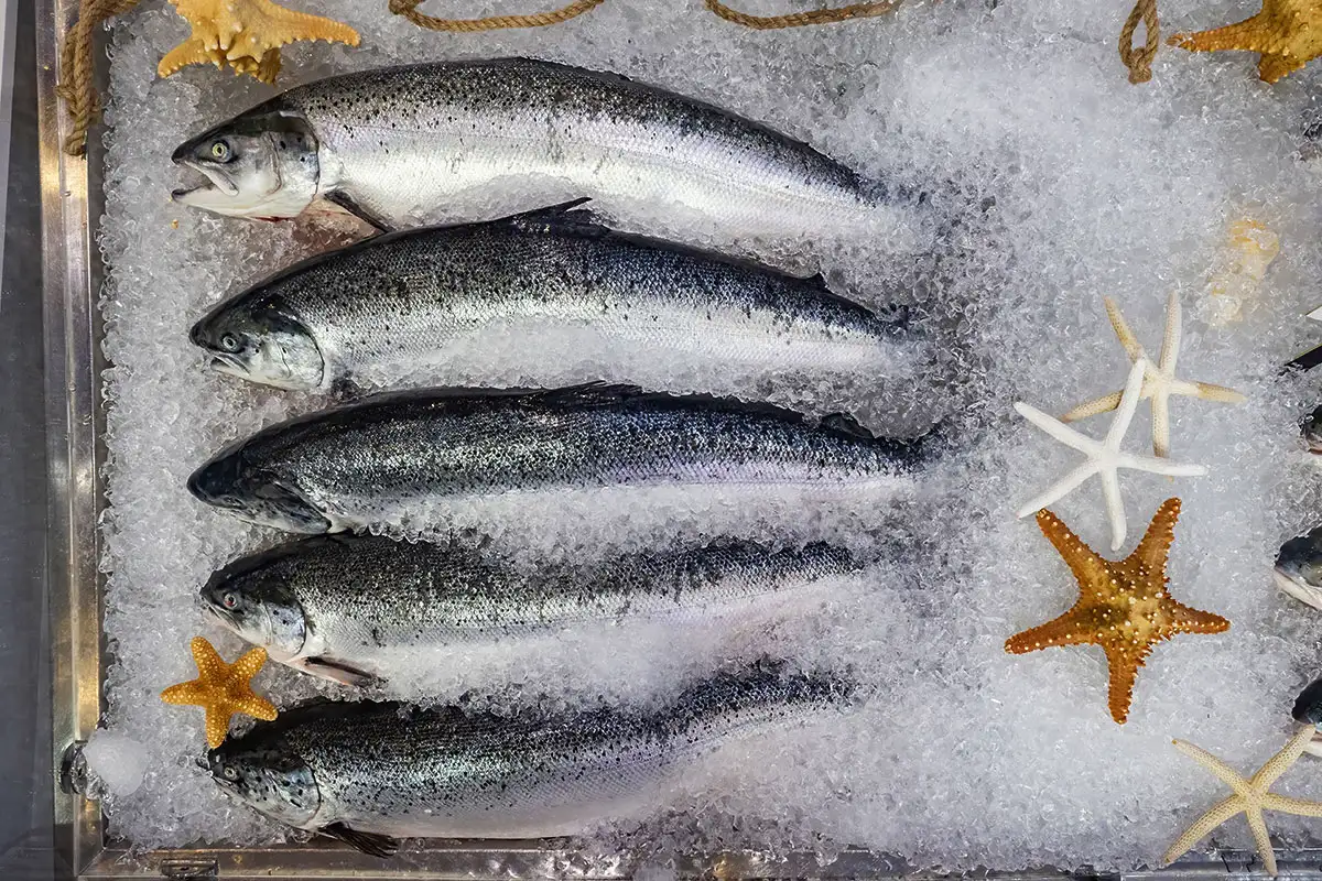 Hogyan válassz friss halat – a halas pult titkai, amiktől soha többé nem viszel haza romlott árut