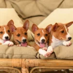 A basenji – az egyetlen kutya, amelyik nem tud ugatni (és mégis hangosabb, mint gondolnád)