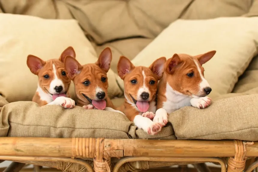 A basenji – az egyetlen kutya, amelyik nem tud ugatni (és mégis hangosabb, mint gondolnád)