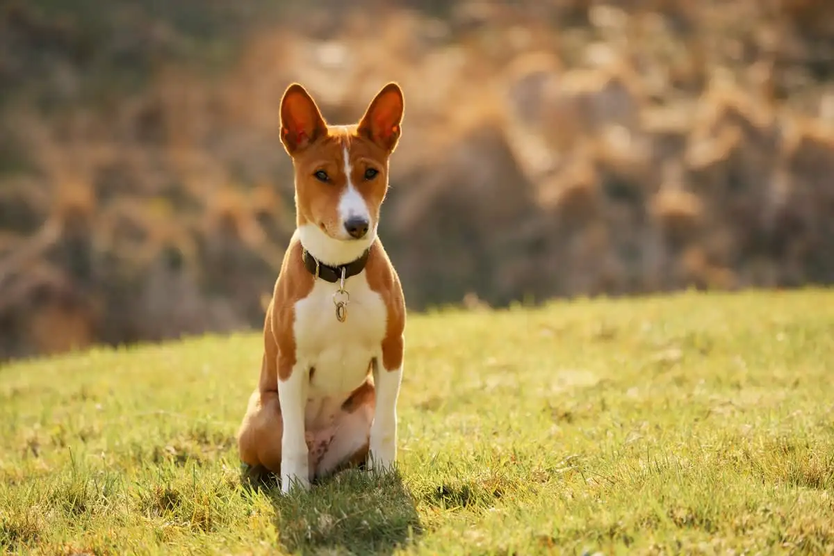 A basenji – az egyetlen kutya, amelyik nem tud ugatni (és mégis hangosabb, mint gondolnád)