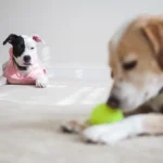 Féltékeny a kutyám, vagy csak fél, hogy kimarad? – őszinte válasz egy négylábú családban élő gazdától