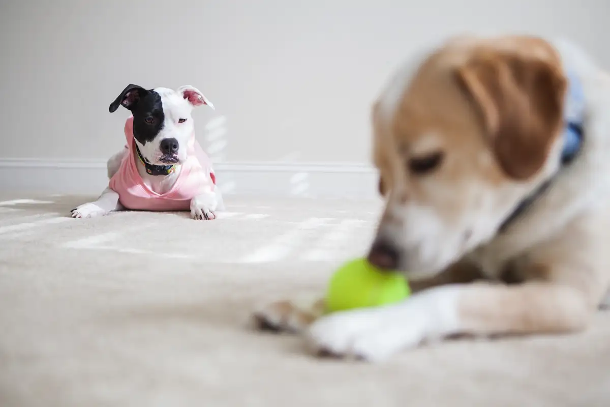 Féltékeny a kutyám, vagy csak fél, hogy kimarad? – őszinte válasz egy négylábú családban élő gazdától