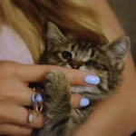 Mit akar mondani a macska, amikor puha manccsal ragadja meg a kezed – kígyók nélkül?