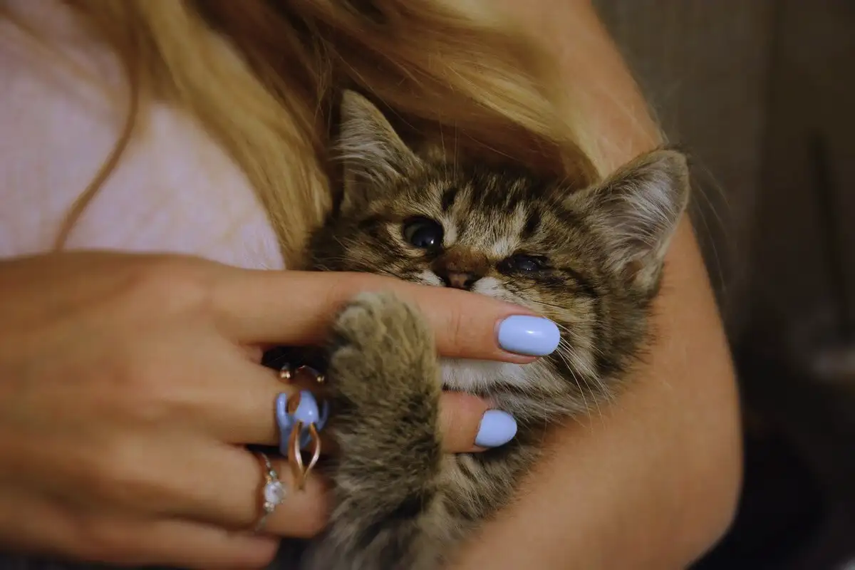 Mit akar mondani a macska, amikor puha manccsal ragadja meg a kezed – kígyók nélkül?