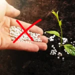 Dobd ki a műtrágyát: ezzel etesd a szobanövényeket decembertől márciusig, és tavasszal köszönetet fognak mondani