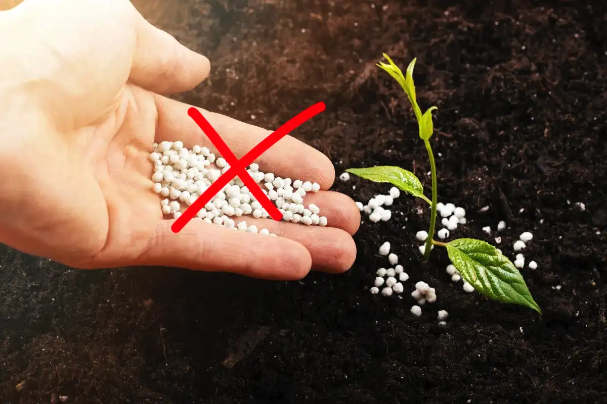 Dobd ki a műtrágyát: ezzel etesd a szobanövényeket decembertől márciusig, és tavasszal köszönetet fognak mondani